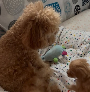 Pui de poodle miniature (poodle pitic) - imagine 5