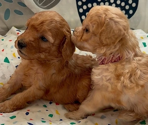 Pui de poodle miniature (poodle pitic) - imagine 4