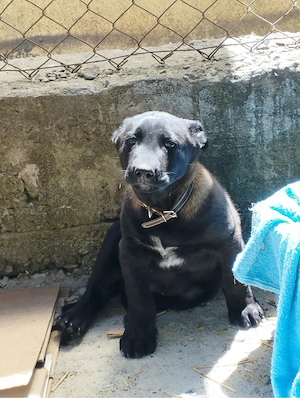 pui belgian Malinois vârstă de o lună - imagine 2