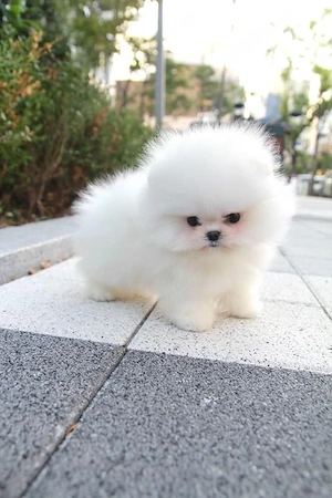 Cățeii mei de Pomeranian au nevoie de o casă 
