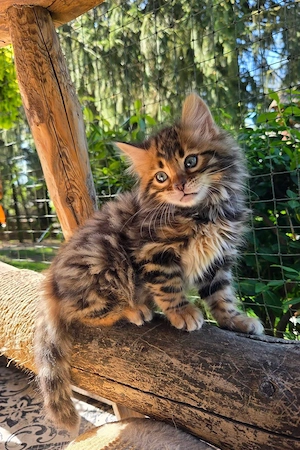 Maine coon puiut mascul  - imagine 2