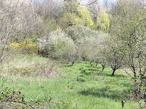 La 4 km de Campina ,in Banesti, teren superb pt casa de vacanta