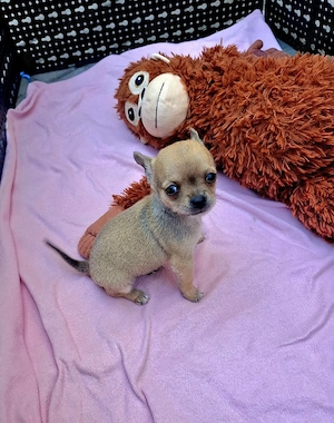 chihuahua mini - imagine 2