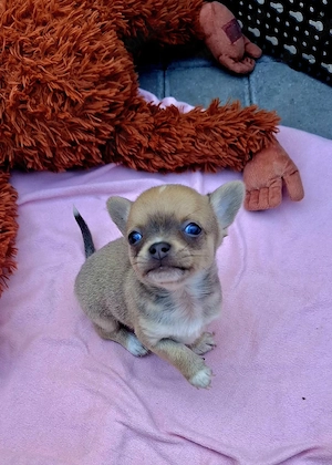 chihuahua mini - imagine 3