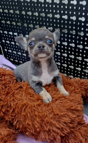 chihuahua mini - imagine 4