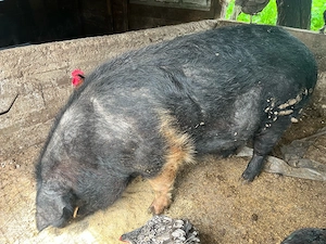 porc bazna 