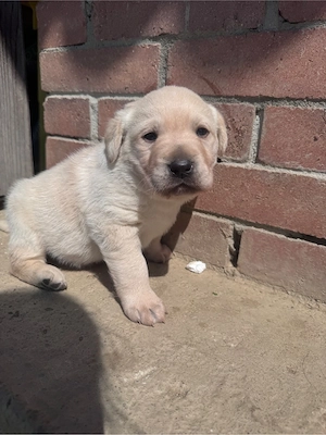Dau spre adopție cățel metis de labrador - imagine 2