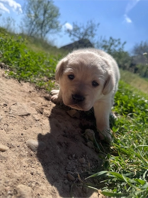 Dau spre adopție cățel metis de labrador - imagine 3