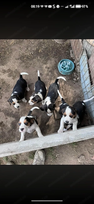 Câini rasa beagle  - imagine 2