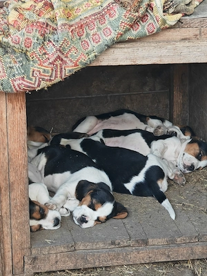 Câini rasa beagle  - imagine 5