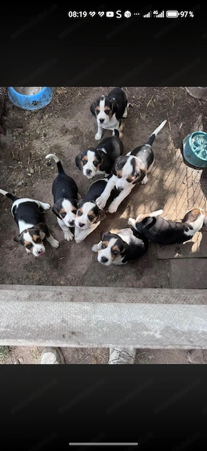 Câini rasa beagle  - imagine 3