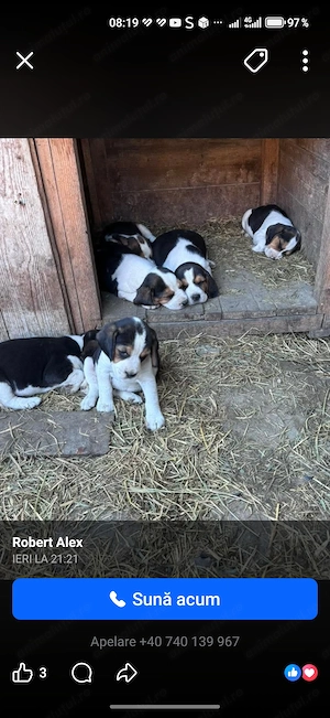 Câini rasa beagle 