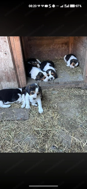 Câini rasa beagle  - imagine 4