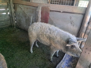 Vând porci Mangalița crescuți natural - imagine 3