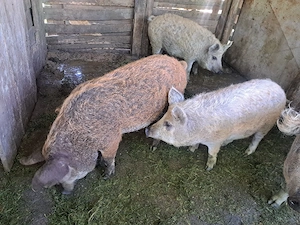 Vând porci Mangalița crescuți natural - imagine 4