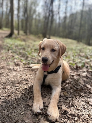 Donez Labrador