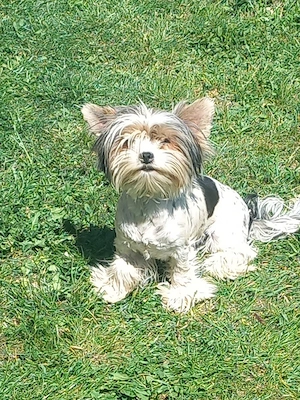 Vind Yorkshire Biewer terrier 