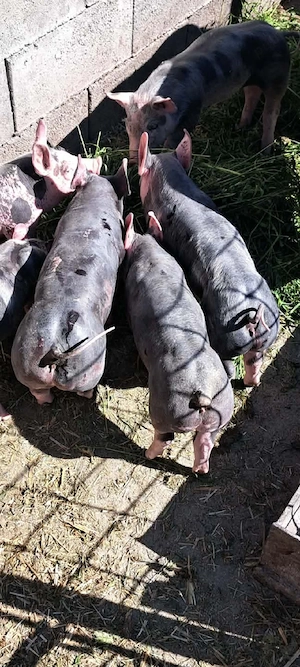 Purcei Pietrain ,8 săptămâni 