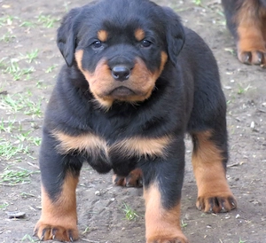 Pui Rottweiler cu pedigree - imagine 2
