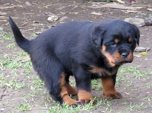 Pui Rottweiler cu pedigree - imagine 4