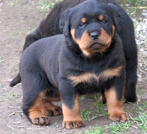 Pui Rottweiler cu pedigree - imagine 3
