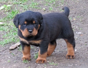 Pui Rottweiler cu pedigree