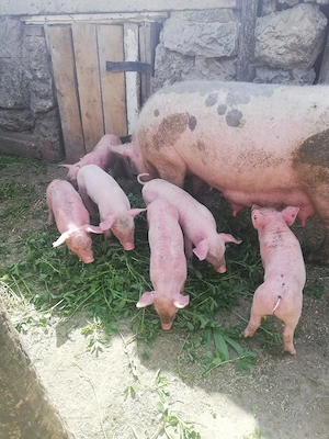 Purcei de vinzare 
