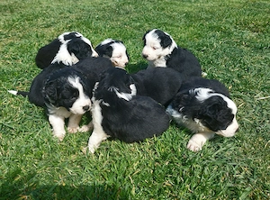 Border Collie de vânzare - imagine 2