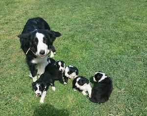 Border Collie de vânzare - imagine 3