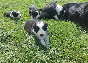 Border Collie de vânzare - imagine 5