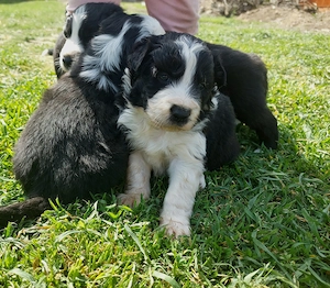Border Collie de vânzare