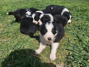 Border Collie de vânzare - imagine 4