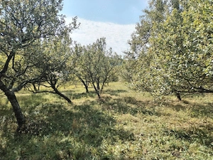 Teren Intravilan Corbii de Piatra+Bonus teren extravilan impadurit (aprox 1300 m2) la 200 m distanta - imagine 4