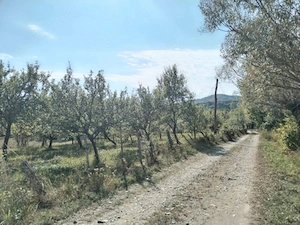 Teren Intravilan Corbii de Piatra+Bonus teren extravilan impadurit (aprox 1300 m2) la 200 m distanta - imagine 7