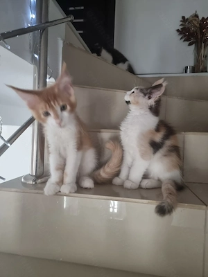 Oferim spre vânzare pui main coon de 2,5 luni,fetițe si băieți din parintii cu pedigree  - imagine 3
