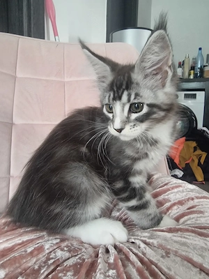 Oferim spre vânzare pui main coon de 2,5 luni,fetițe si băieți din parintii cu pedigree  - imagine 4