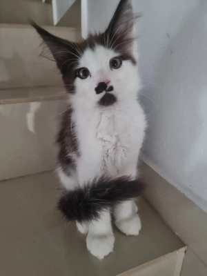 Oferim spre vânzare pui main coon de 2,5 luni,fetițe si băieți din parintii cu pedigree 