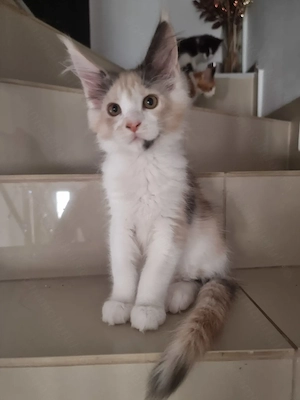 Oferim spre vânzare pui main coon de 2,5 luni,fetițe si băieți din parintii cu pedigree  - imagine 2