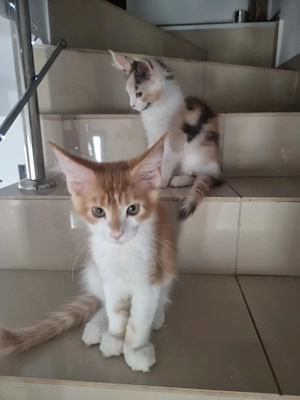 Oferim spre vânzare pui main coon de 2,5 luni,fetițe si băieți din parintii cu pedigree  - imagine 5