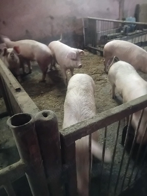 vand porci 