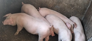 Landrace , 11 săptămâni  - imagine 2