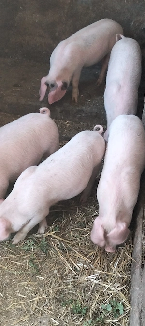 Landrace , 11 săptămâni 