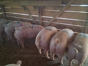 vând 8 porci 100-125 kg - imagine 2