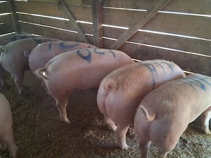 vând 8 porci 100-125 kg