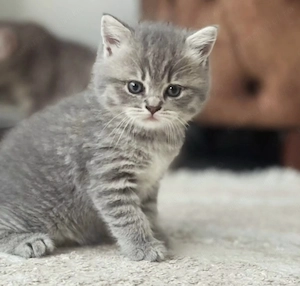 British shorthair tabby
