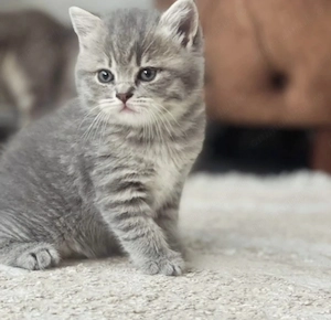 Fetița British shorthair tabby - imagine 2