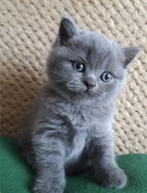 British shorthair 1300 lei