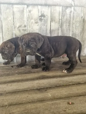 Cane Corso
