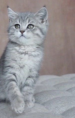 Puiuti British shorthair tabby - imagine 2