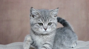 Puiuti British shorthair tabby - imagine 3